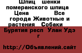 Шпиц - шенки померанского шпица › Цена ­ 20 000 - Все города Животные и растения » Собаки   . Бурятия респ.,Улан-Удэ г.